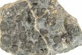 Polished Ammonite (Promicroceras) - Marston Magna Marble #279568-3